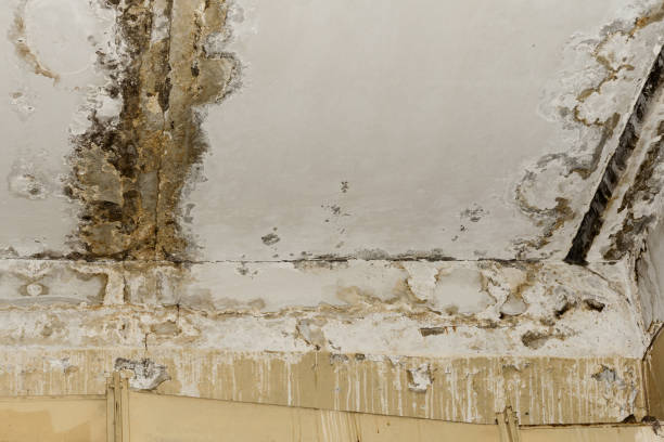 Best Industrial Mold Remediation  in Marysville, MI