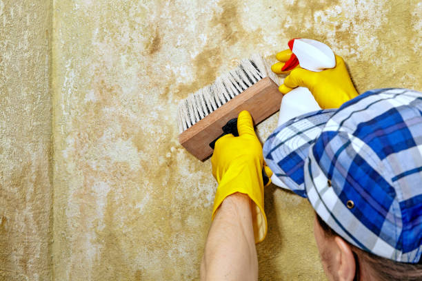 Best Attic Mold Removal  in Marysville, MI