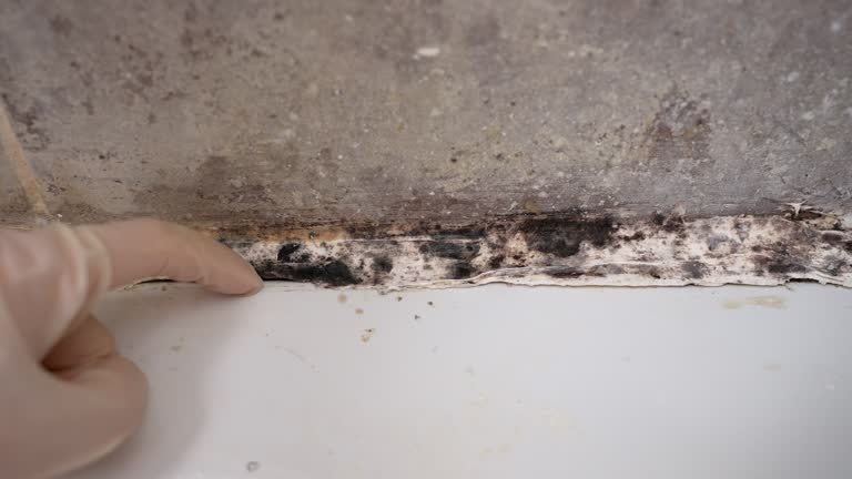 Best Attic Mold Removal  in Marysville, MI